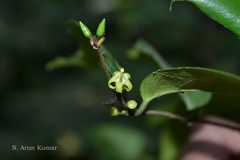 Canthium angustifolium